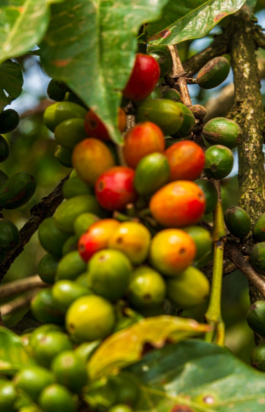 Ripening coffee cherries on the branch, the fruit whose seeds are processed into coffee beans