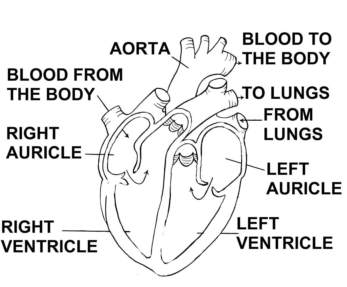 Anatomical diagram of the human heart showing its chambers and major vessels