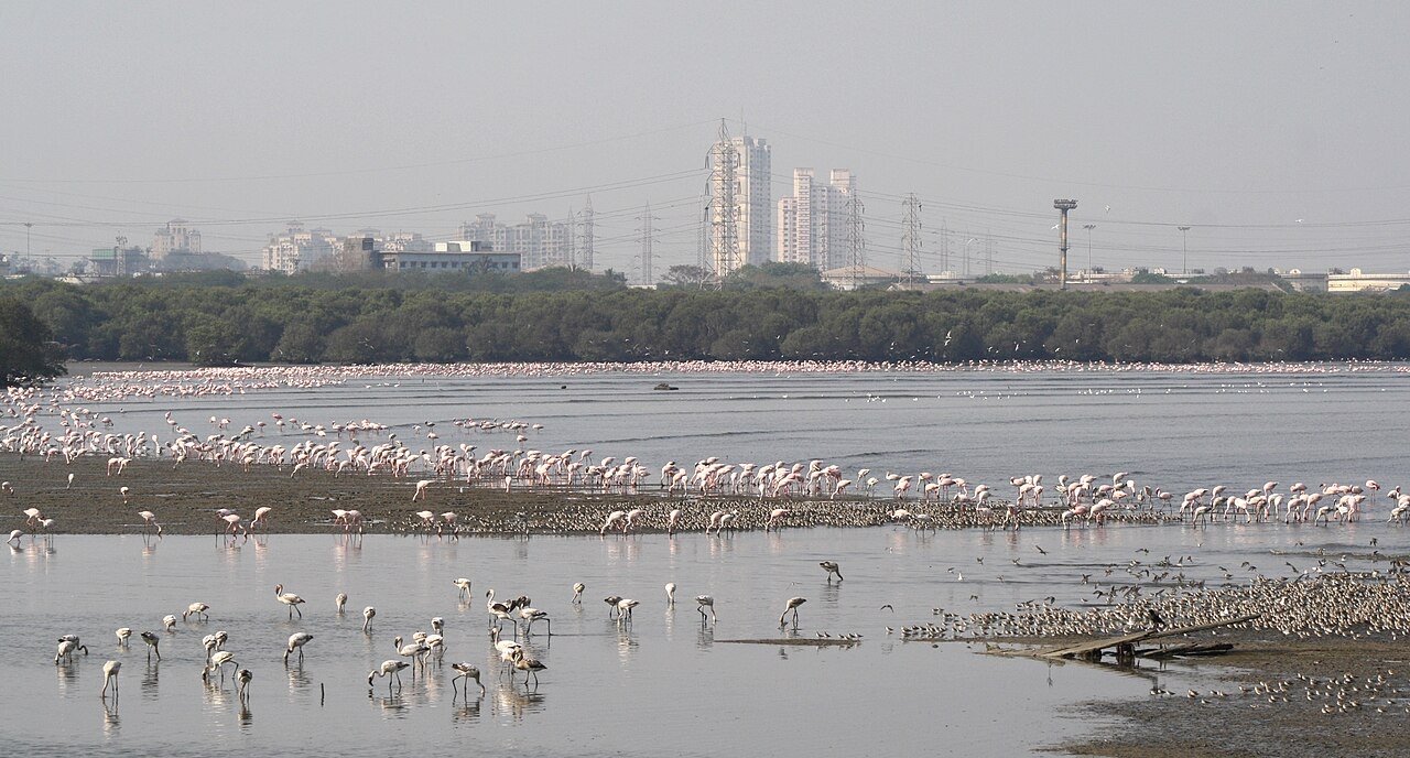 Lesser flamingos feeding on the Sewri mudflats in Mumbai