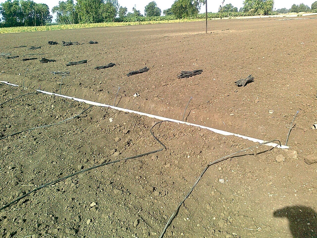 Drip irrigation lines laid for a banana crop at Chinawal village in Maharashtra