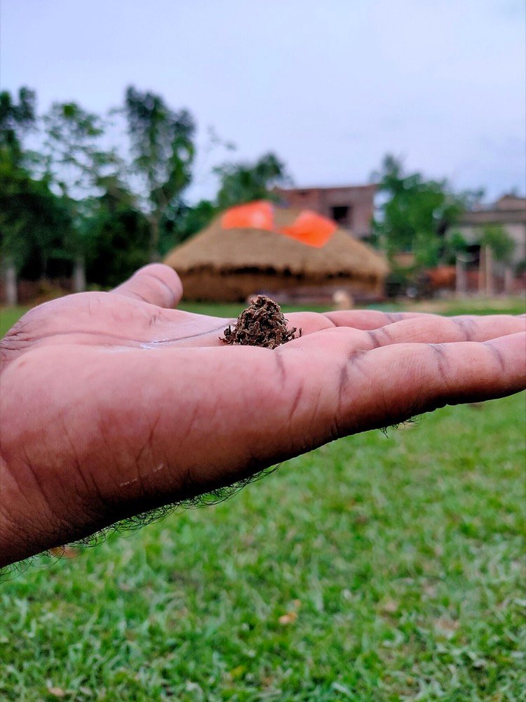 A pinch of khaini, dry tobacco mixed with lime, the most used tobacco product in India