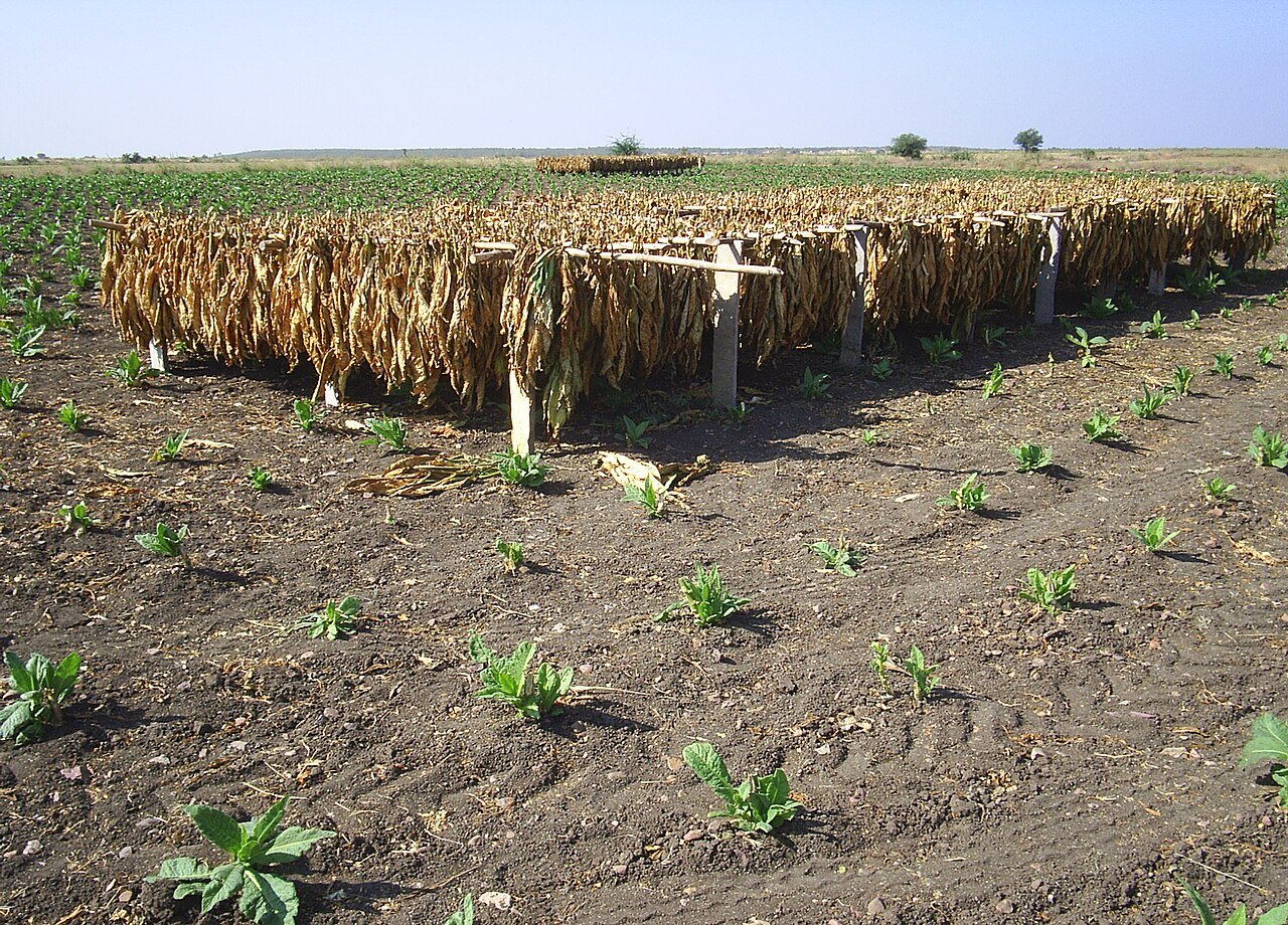 Tobacco leaves drying on racks in a field in Nellore district