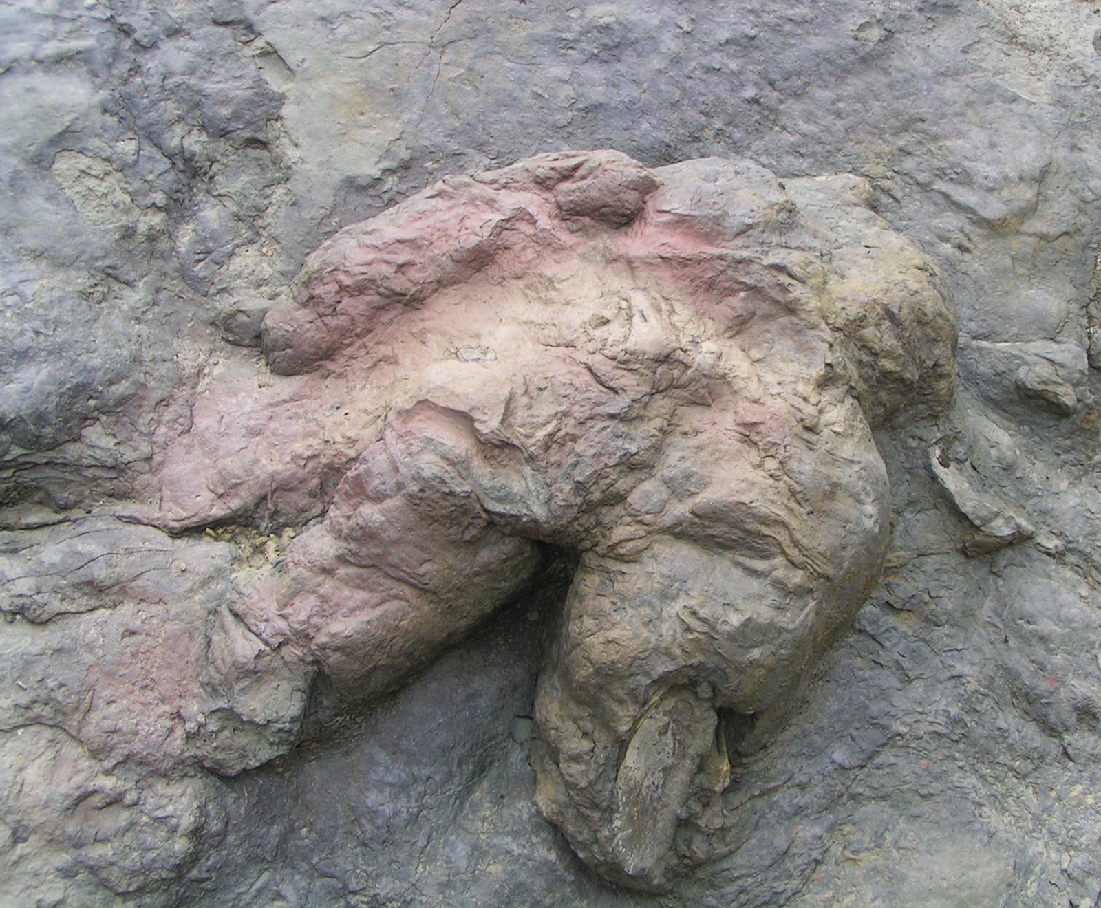 A cast of a probable Tyrannosaurus footprint (Tyrannosauripus pillmorei) at Philmont Scout Ranch, New Mexico