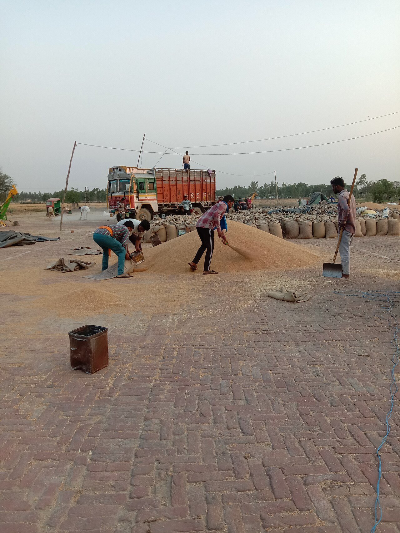 Labourers shovelling and bagging wheat at a grain market in north India