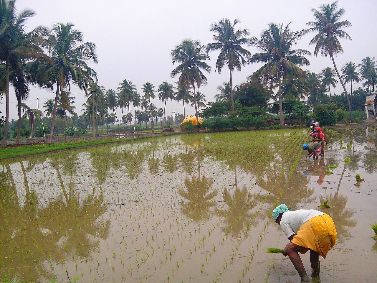 Farm workers transplanting paddy seedlings in a flooded field in Tamil Nadu