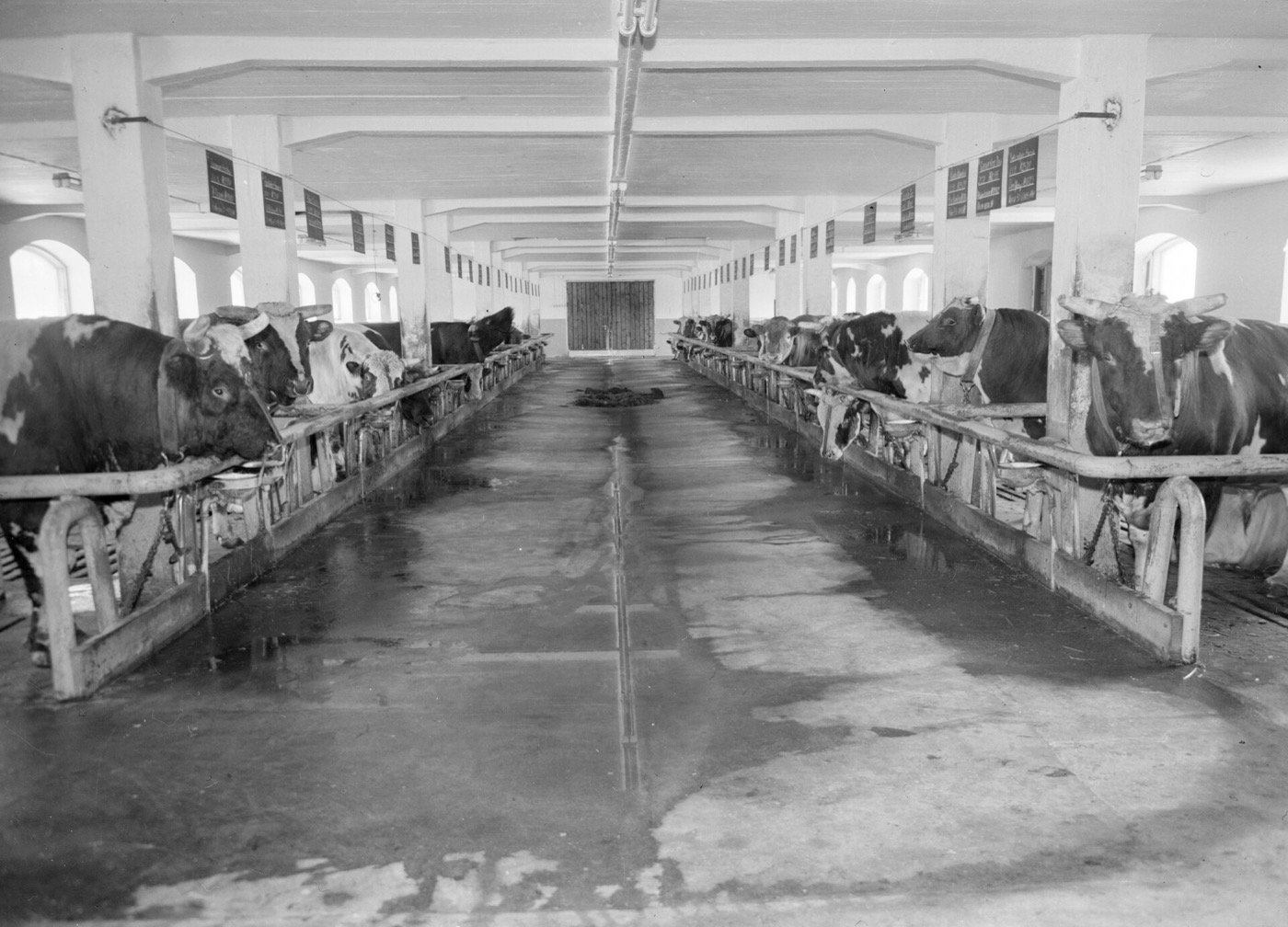 Black and white photo of a long hall with two rows of bulls in stalls at an artificial insemination station in Finland