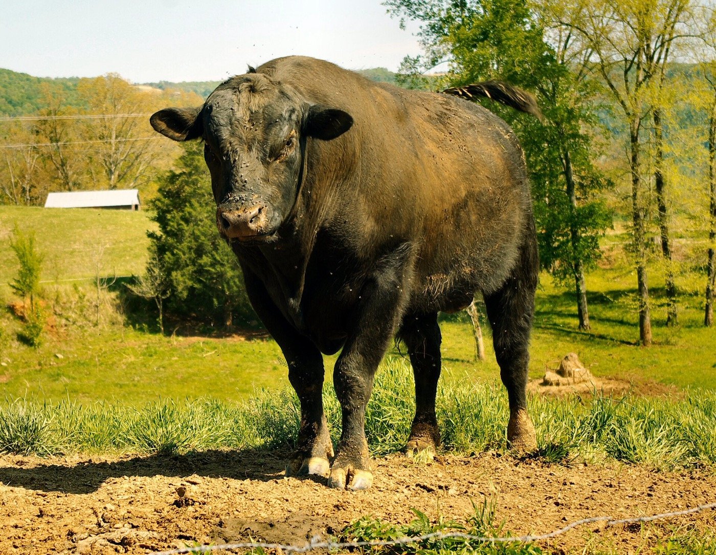 A black Angus bull standing in a grassy field in Van Buren County, Tennessee