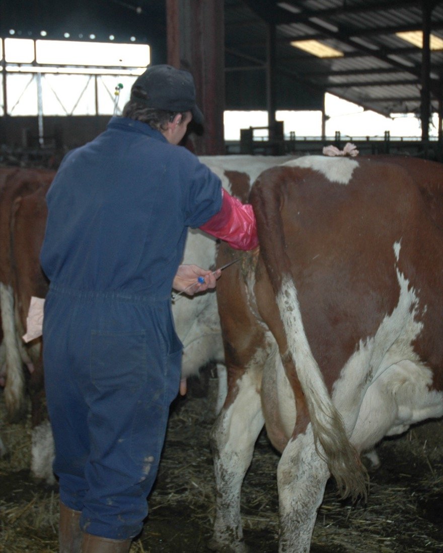 A farm worker in blue overalls performing artificial insemination on a brown and white dairy cow in a barn