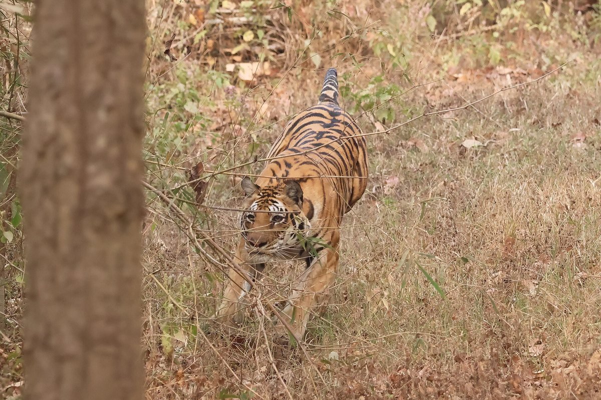 A Bengal tiger in Kanha National Park