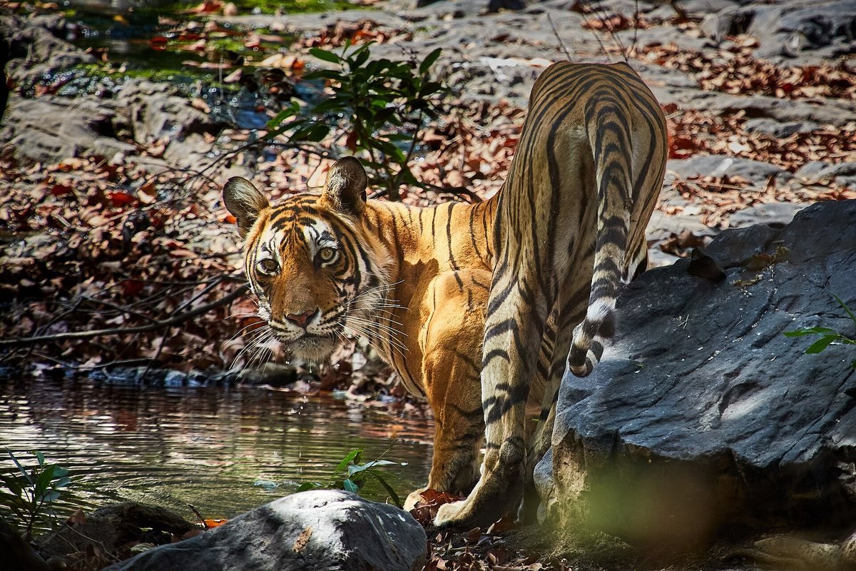 A Bengal tiger at a waterhole in Ranthambhore