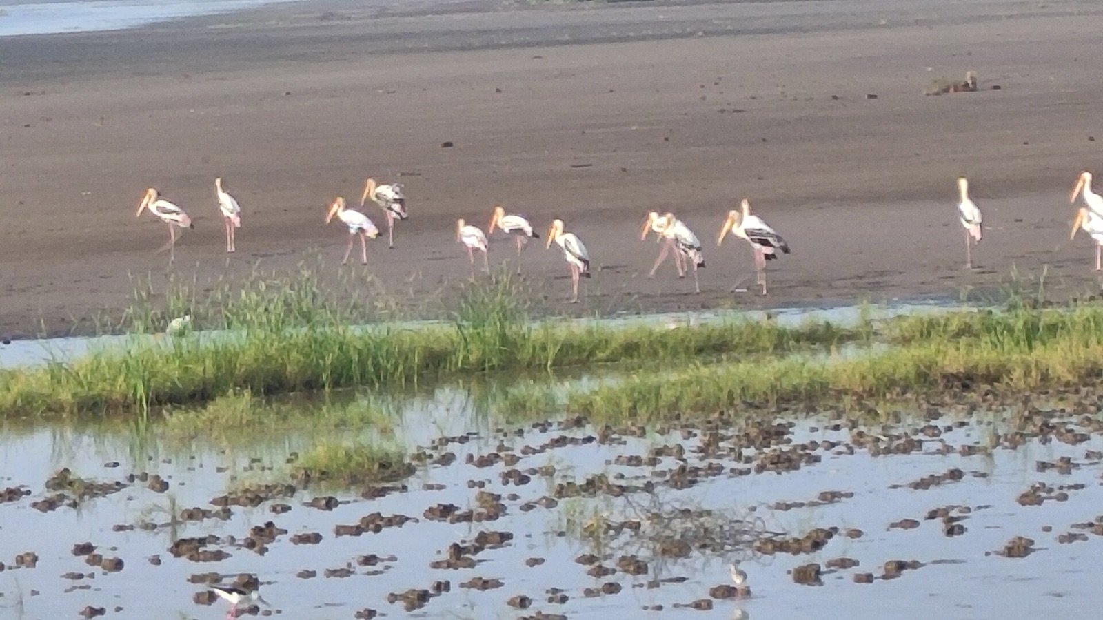 Wetland and open fields near the Dholera Special Investment Region in Gujarat’s Bhal region