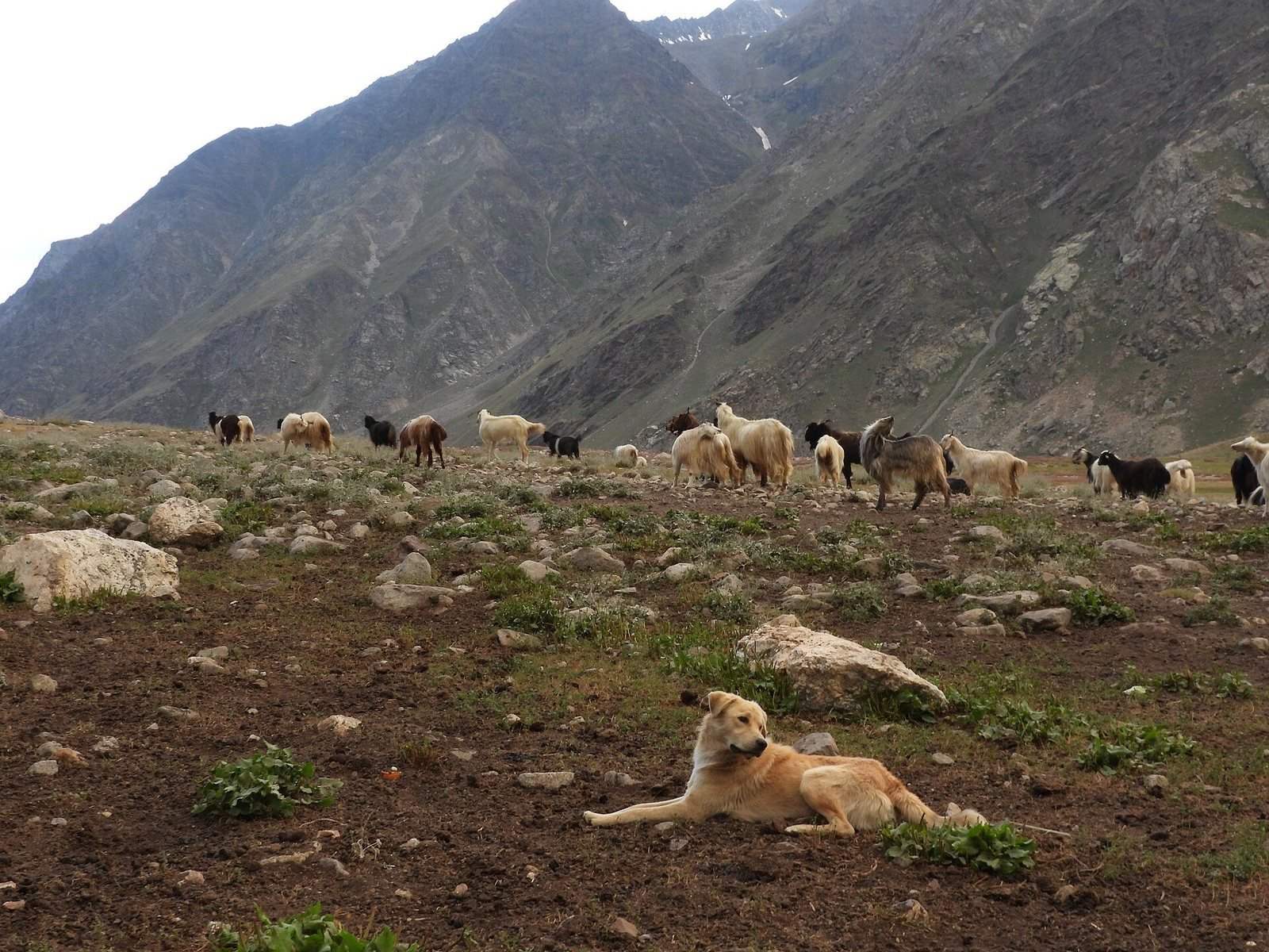 A Himalayan livestock guardian dog rests beside a grazing flock