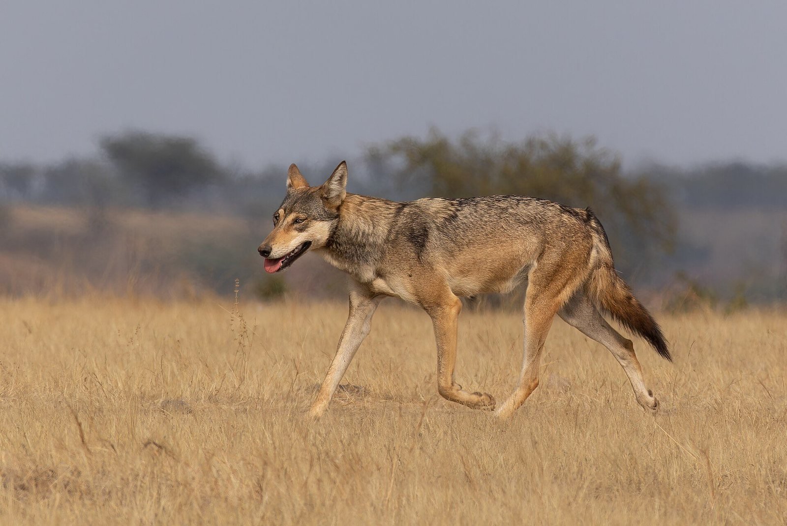 An Indian wolf crossing dry grassland at Bhigwan