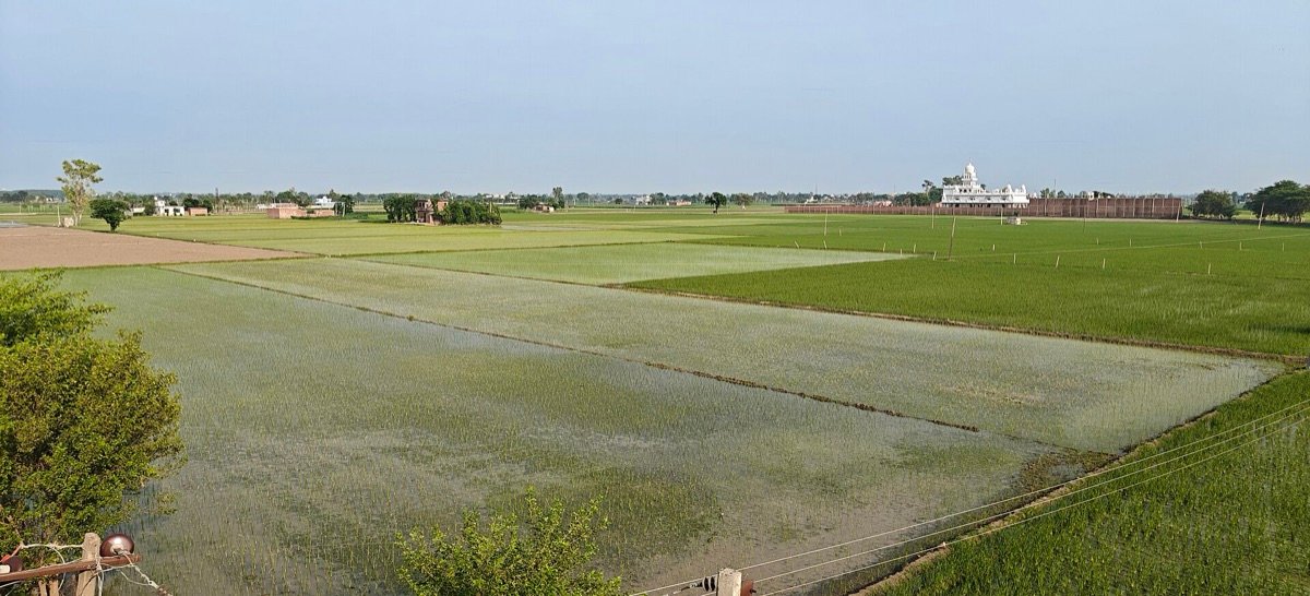 Paddy fields near Batala, Gurdaspur district, Punjab, in early monsoon, July 2026