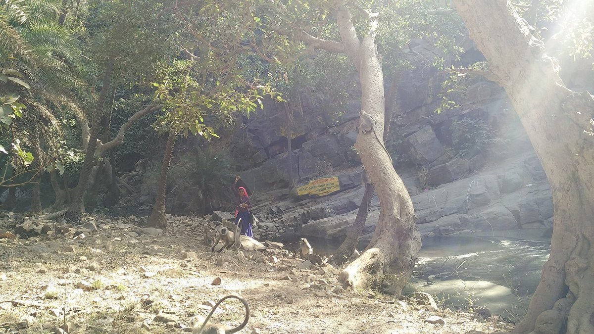Dry forest in Sariska Tiger Reserve, Rajasthan