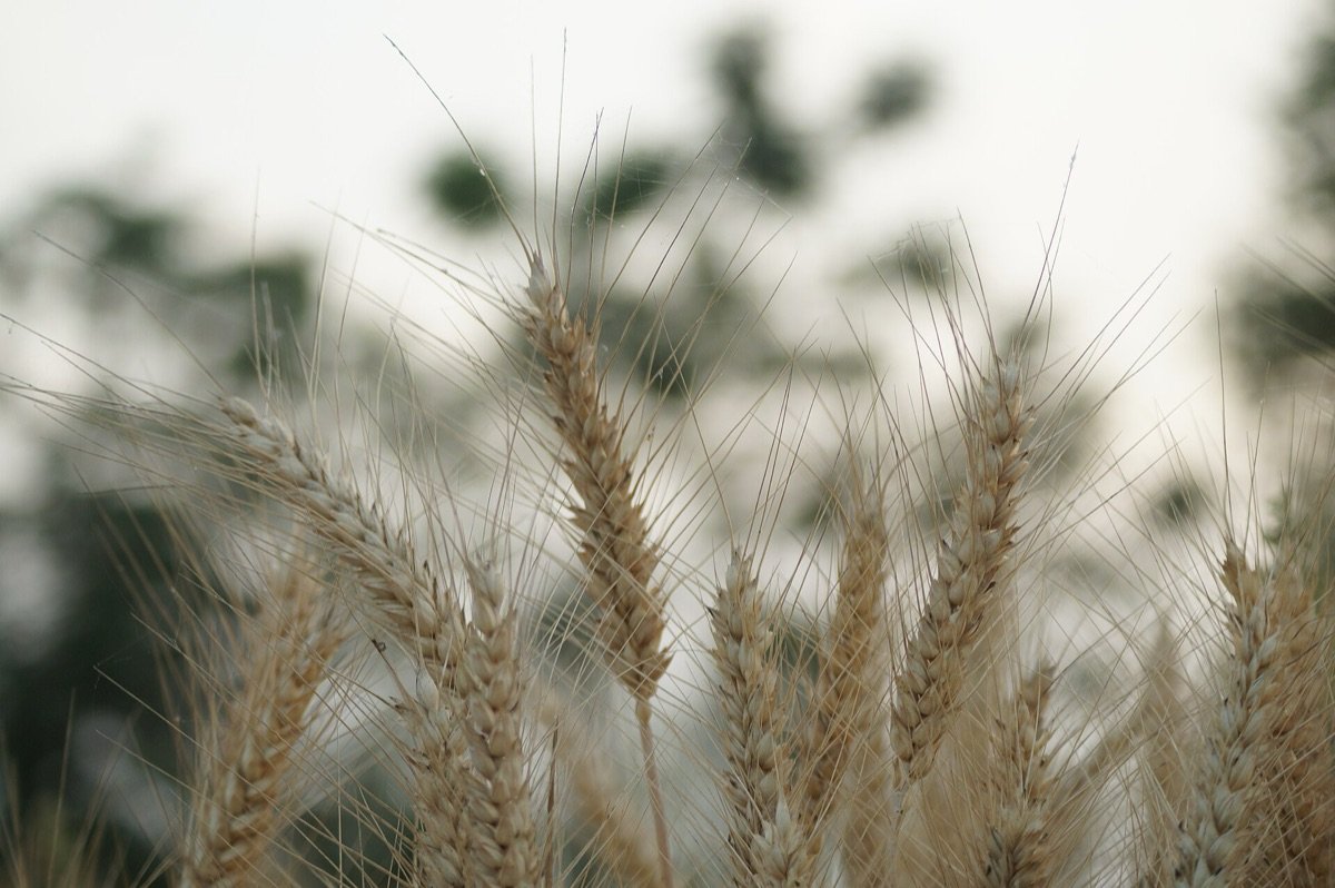 Ripening wheat in Punjab, April 2018